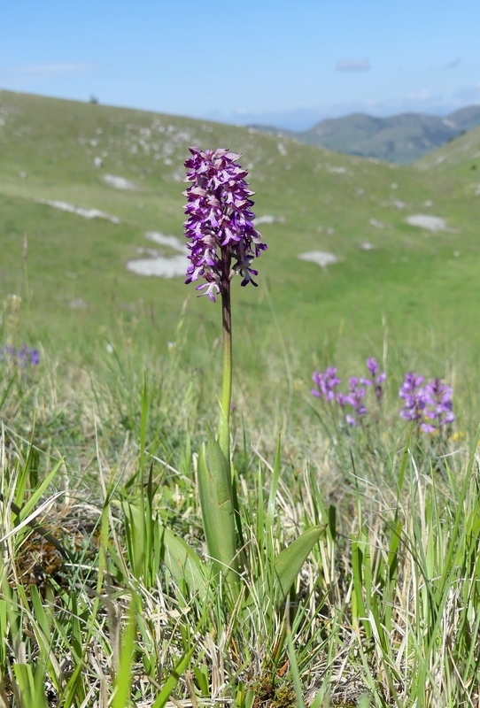 Orchis militaris, Orchis purpurea, Orchis x hybrida  Preappennino aquilano -  2022.